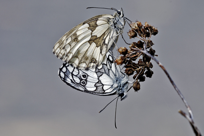 Melanargia galathea